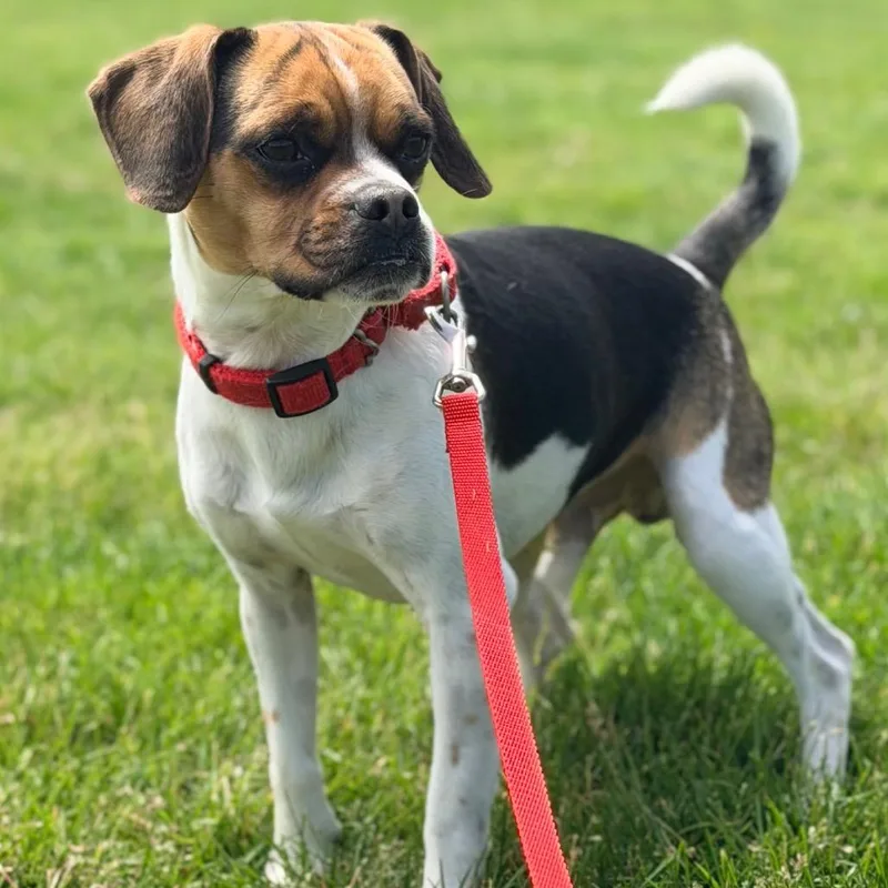 An adult small-sized male Black Beagle dog named Diego for adoption in Champaign, IL