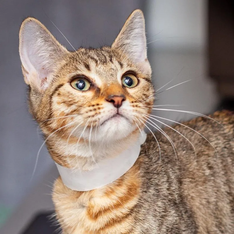 A baby small-sized female Brown / Chocolate Domestic Short Hair cat named Lainey for adoption in Hattiesburg, MS