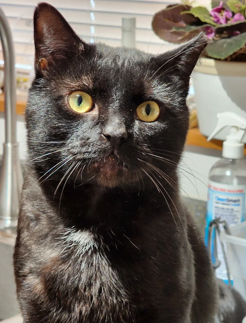 A young medium-sized male Black Domestic Short Hair cat named Alvin for adoption in Irwin, PA