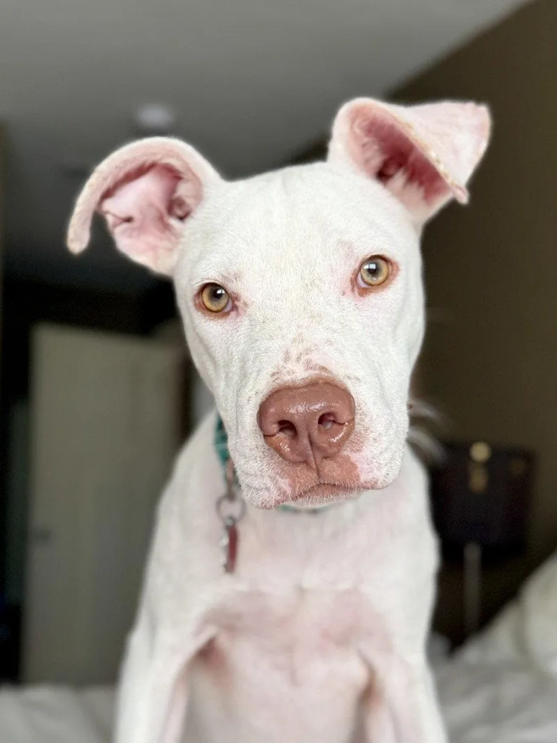 A young large-sized male Pit Bull Terrier dog named George for adoption in Sunnyvale, CA