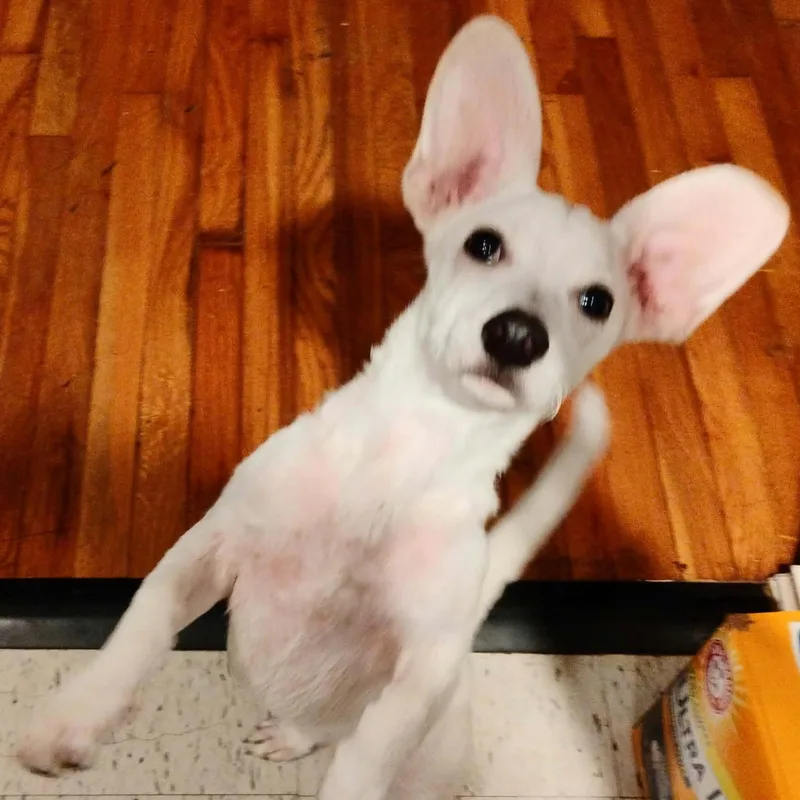 A baby small-sized male White / Cream Chiweenie dog named Casper for adoption in Williston, VT