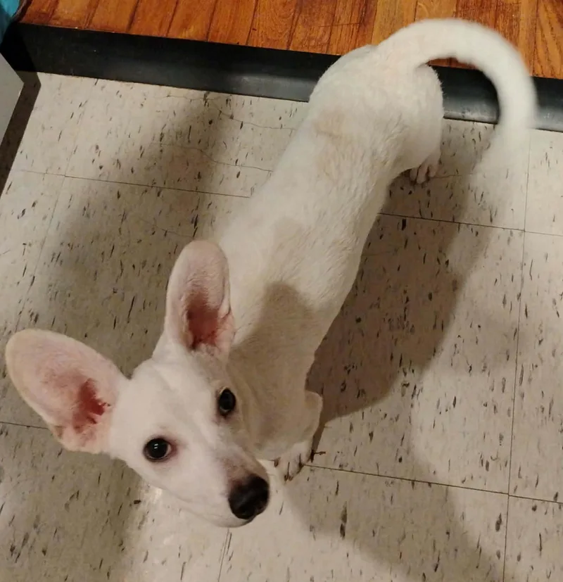 Casper thumbnail 4