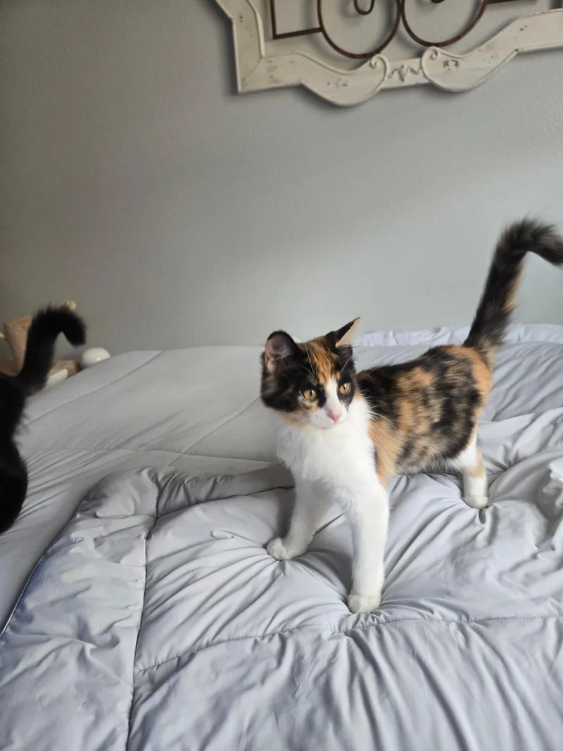 A baby medium-sized female Calico Domestic Short Hair cat named Belle Pepper for adoption in Norco, CA