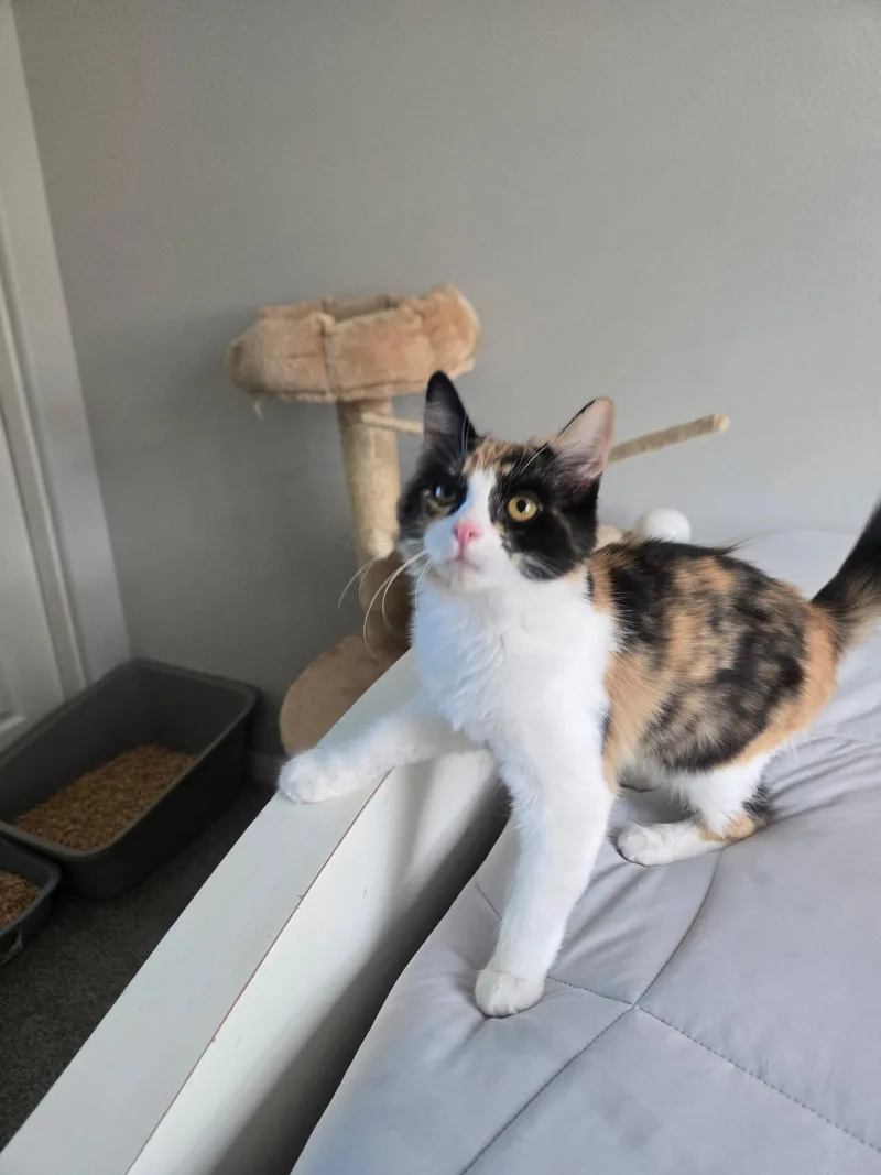Belle Pepper thumbnail 2