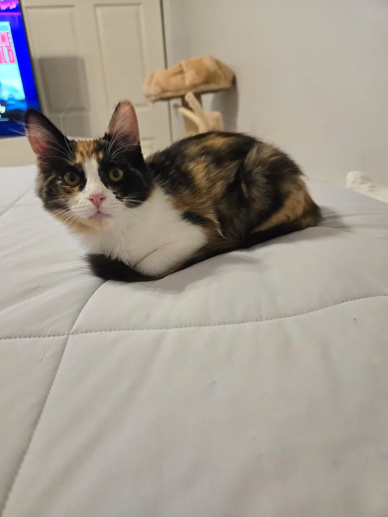 Belle Pepper thumbnail 3