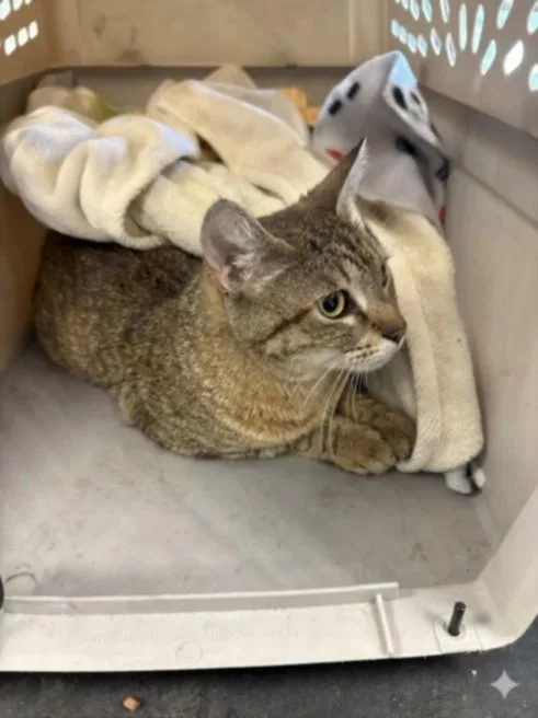 An adult medium-sized female Domestic Short Hair cat named Moma for adoption in Chatsworth, CA