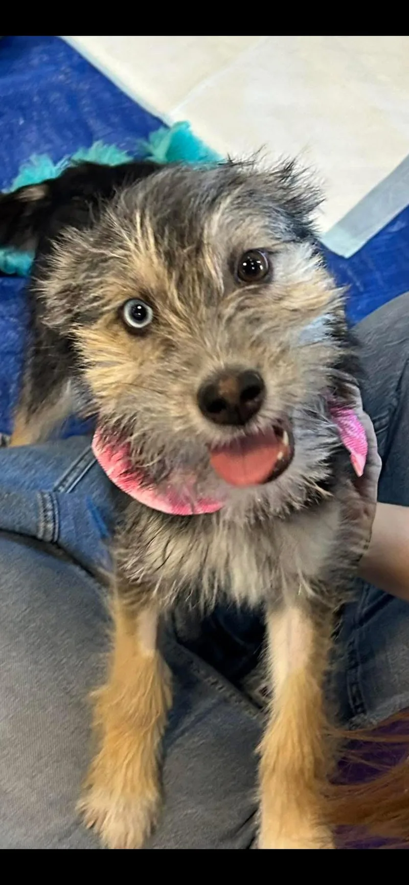 A baby medium-sized female Schnauzer dog named Embry for adoption in El Centro, CA