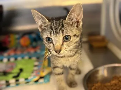 A baby small-sized male Tabby cat named Chewy @PetSmart Walker Rd for adoption in Newberg, OR