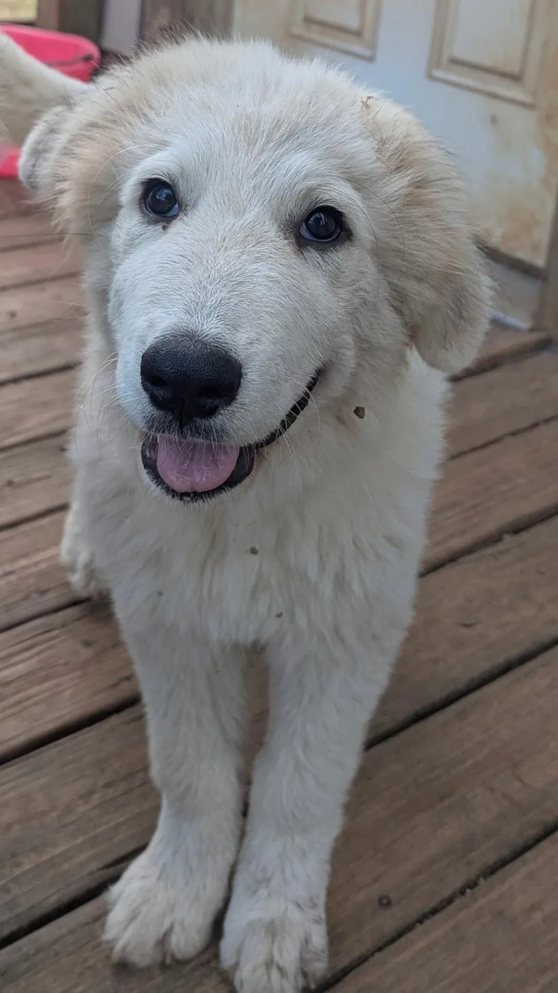 A baby extra large-sized female Great Pyrenees dog named Valentine for adoption in Croydon, NH