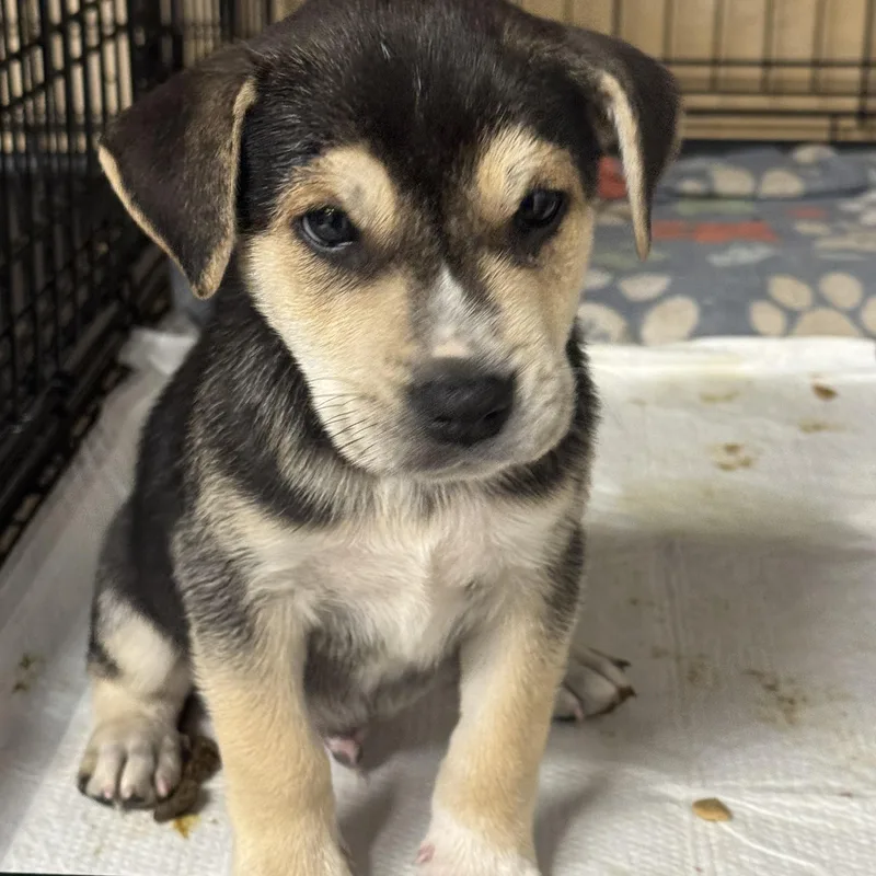 A baby large-sized male Black Mixed Breed dog named Snax for adoption in Fredericksburg, VA