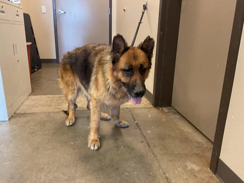 An adult large-sized female German Shepherd Dog dog named Yara for adoption in Ontario, CA