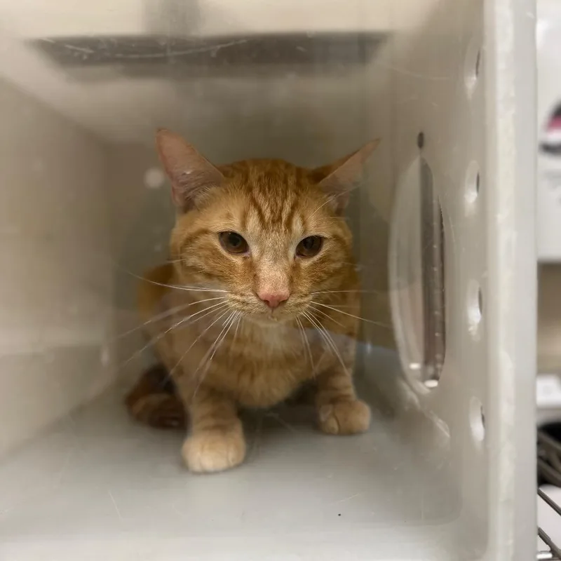 A young medium-sized male Domestic Short Hair cat named Tony DiNozzo for adoption in Reno, NV