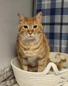An adult medium-sized male Domestic Short Hair cat named Sonny for adoption in Bucyrus, OH