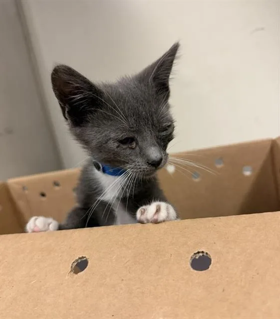 A baby small-sized male Domestic Short Hair cat named Chevy for adoption in Long Beach, CA