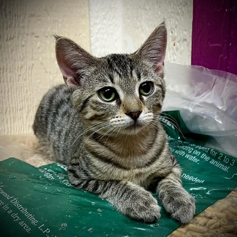 An adult small-sized female Domestic Short Hair cat named Abrielle for adoption in Tulsa, OK