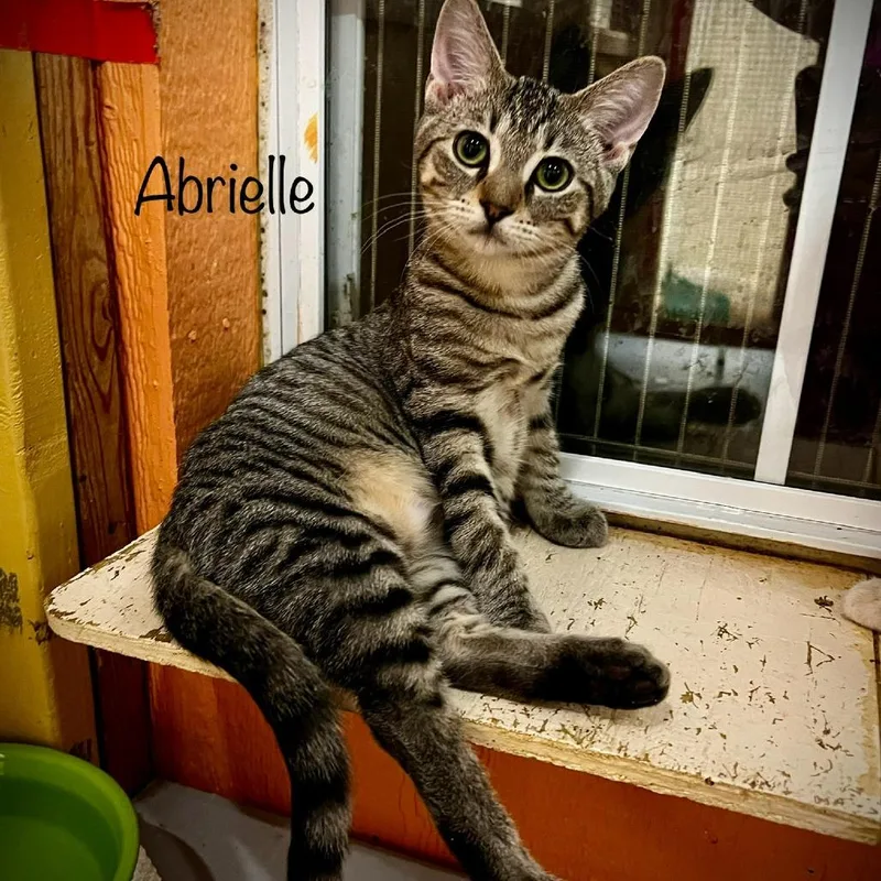Abrielle thumbnail 2