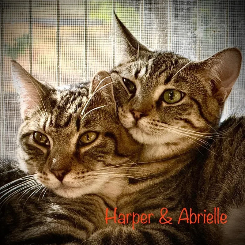 Abrielle thumbnail 5