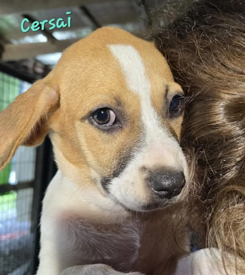 A baby medium-sized male Yellow / Tan / Blond / Fawn Beagle dog named Cersai for adoption in Watertown, CT