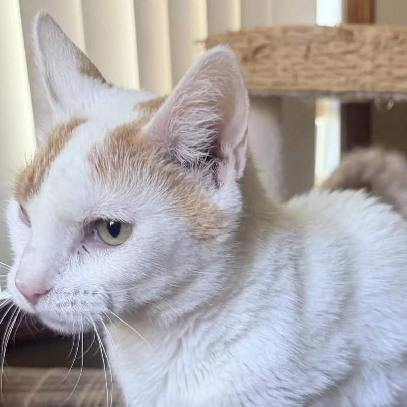 An adult medium-sized female Buff / Tan / Fawn Domestic Short Hair cat named Lily for adoption in Troy, IL