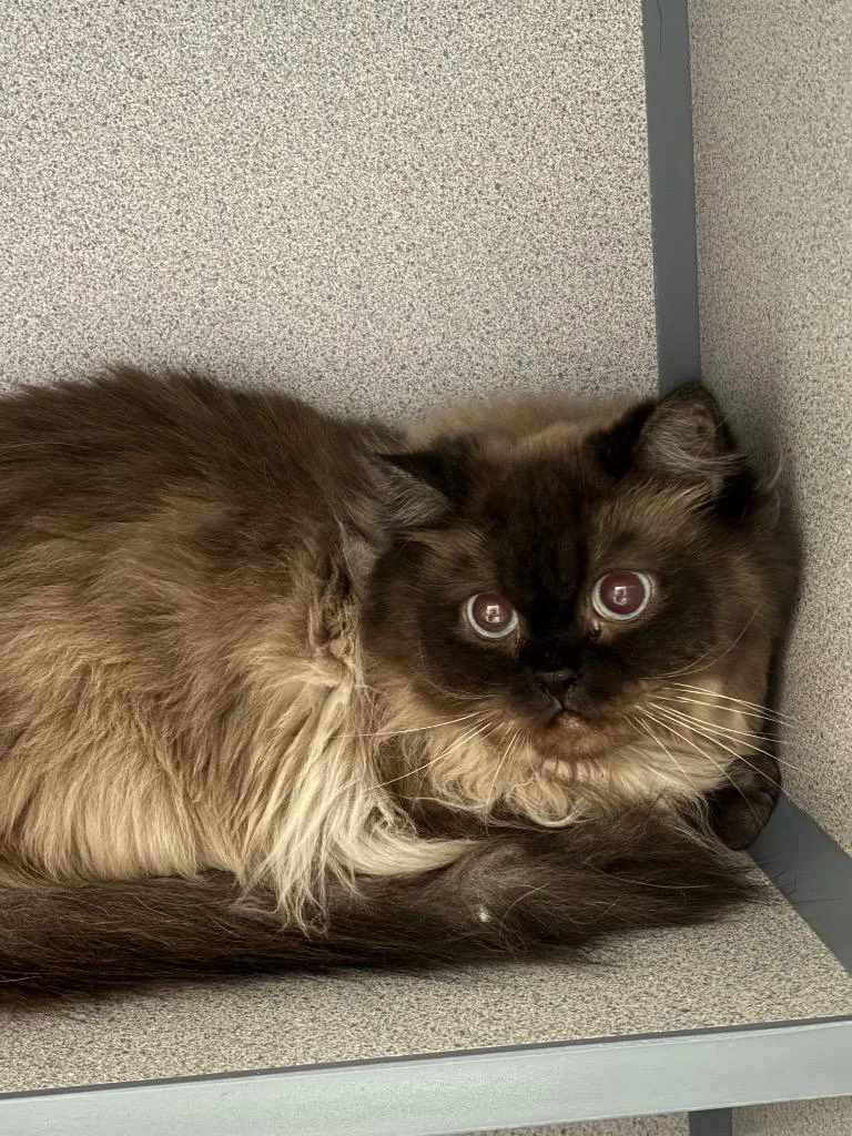 A young large-sized female Domestic Short Hair cat named Toasted Marshmallow for adoption in Liverpool, NY
