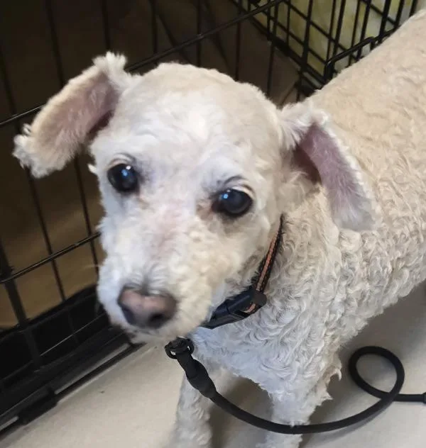 A senior small-sized female Poodle dog named Bella for adoption in El Cajon, CA