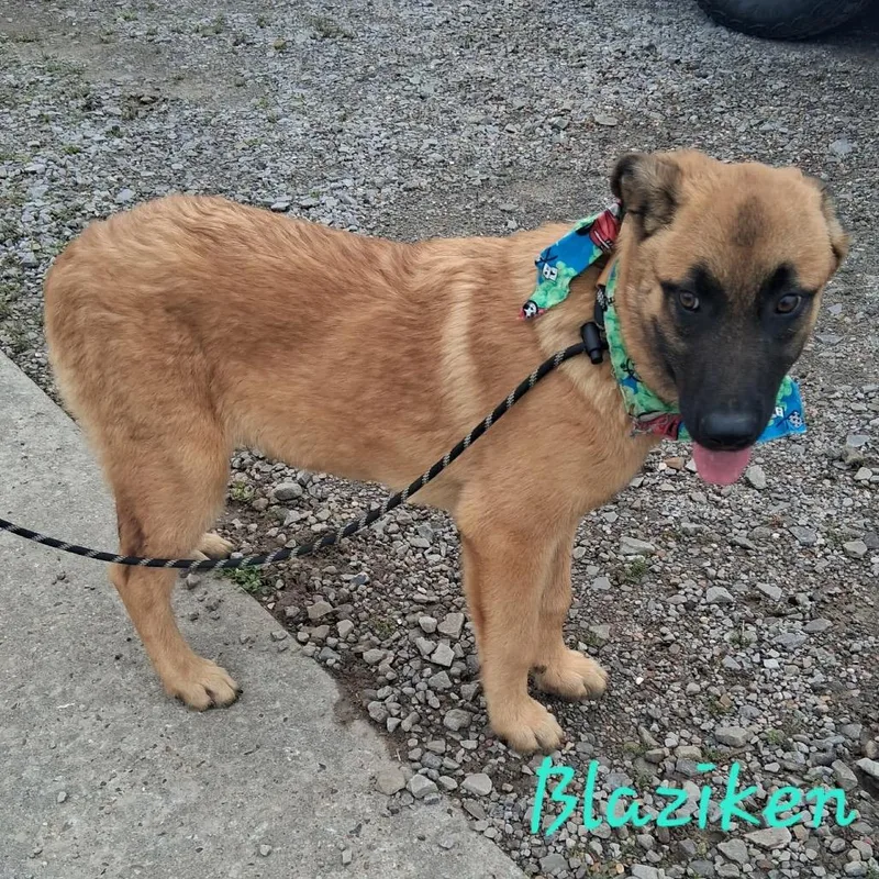 A baby large-sized male Yellow / Tan / Blond / Fawn Belgian Shepherd / Malinois dog named Blaziken for adoption in Hackett, AR