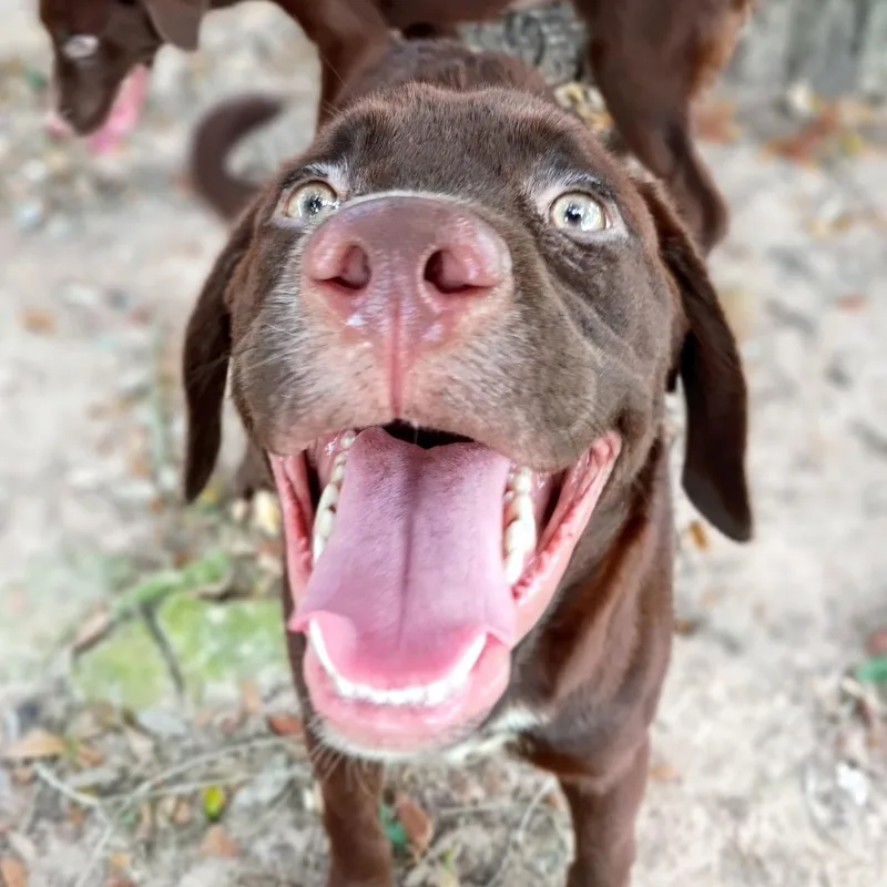 Jasper thumbnail 3