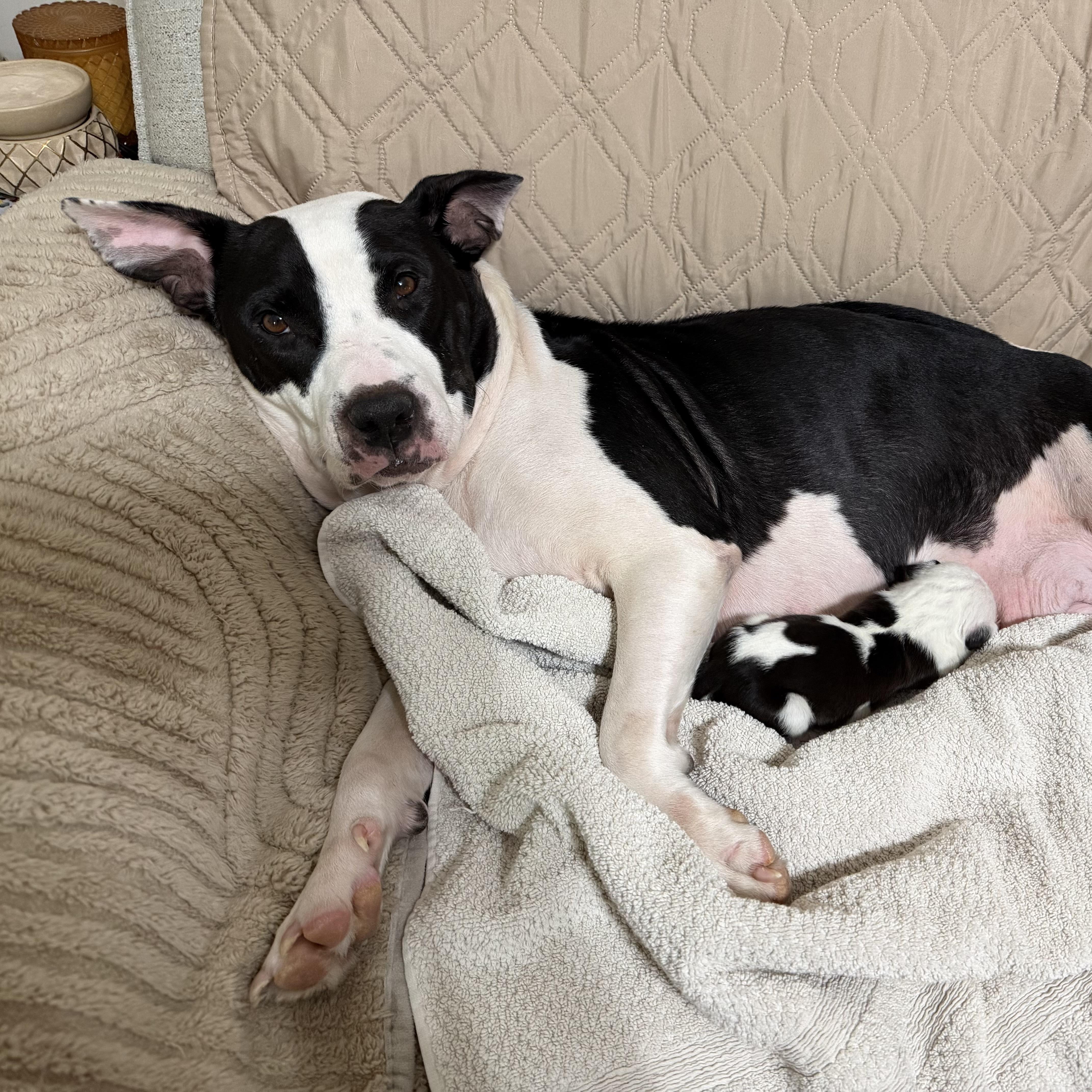 An adult medium-sized female Black Pit Bull Terrier dog named Bessie Moo for adoption in Columbia, SC
