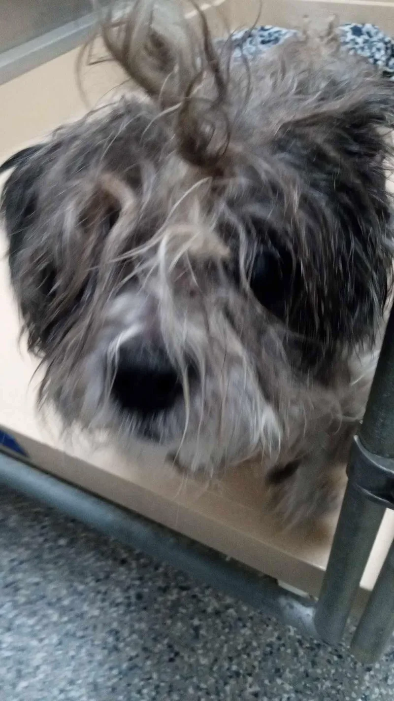 An adult medium-sized male Gray / Blue / Silver Terrier dog named Sammie for adoption in Burgaw, NC