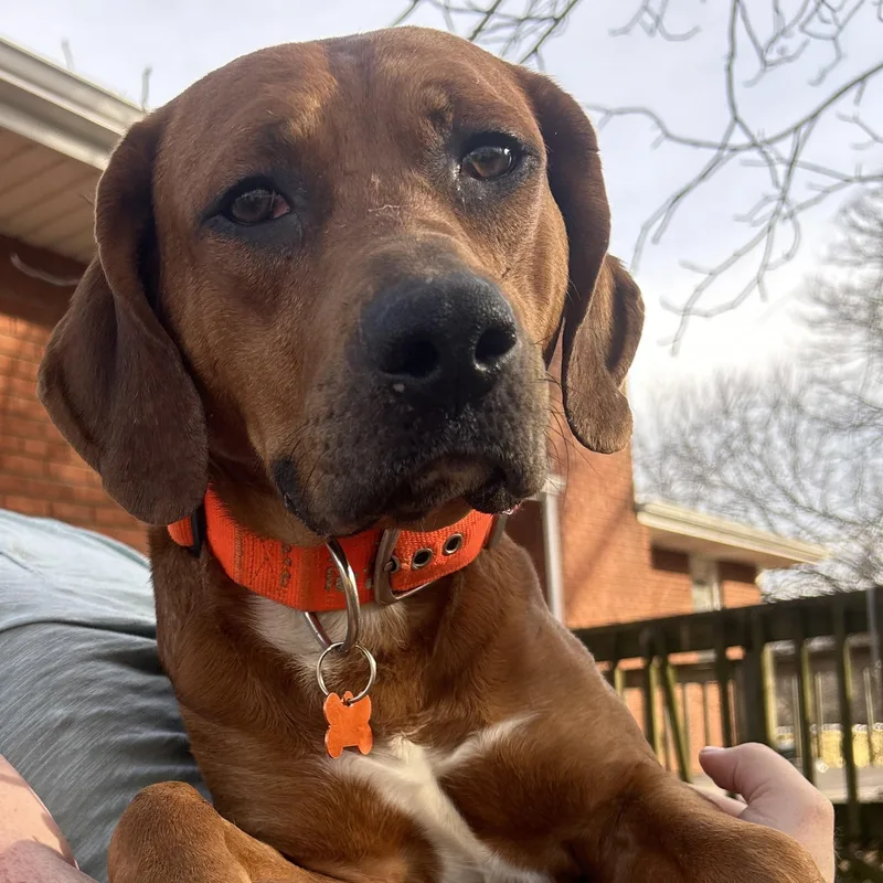 Rusty  Pups For thumbnail 2