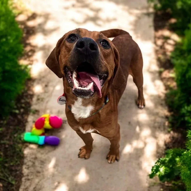 Rusty  Pups For thumbnail 4