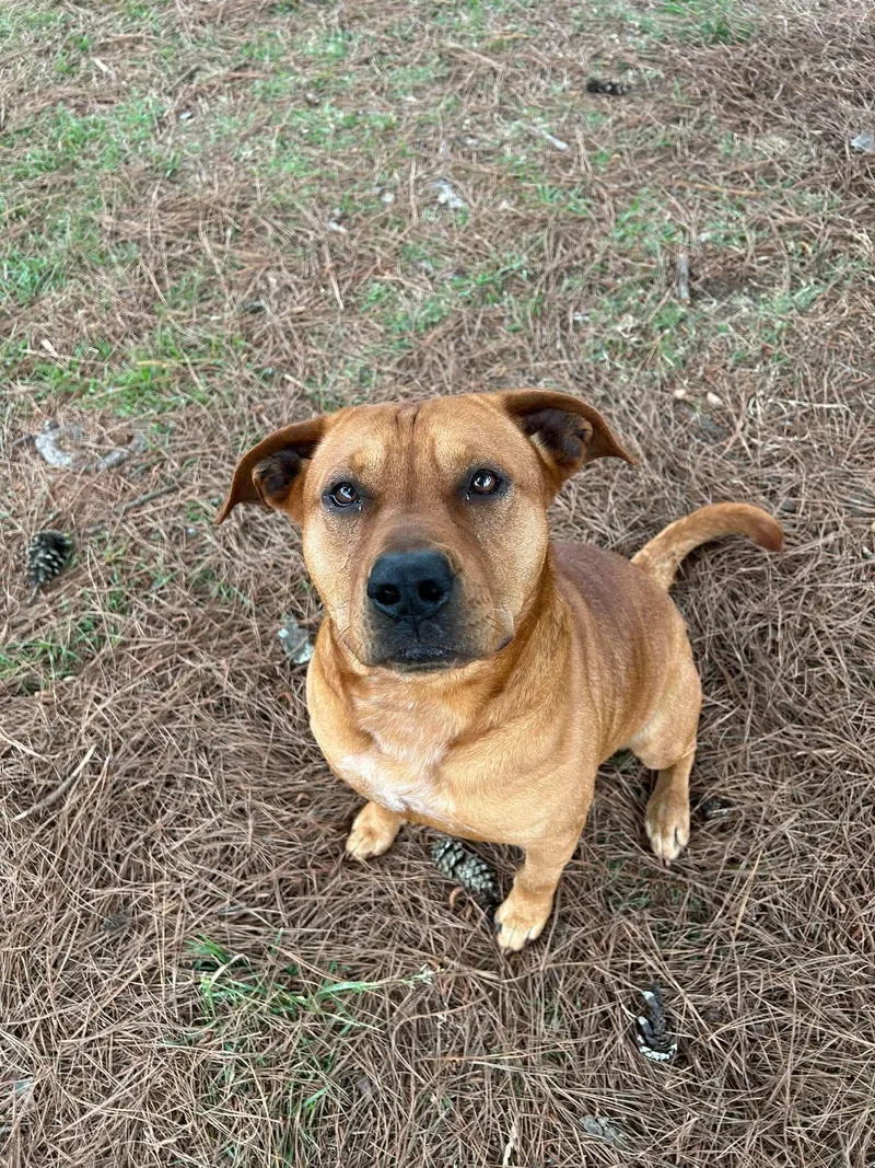 An adult medium-sized male Red / Chestnut / Orange Mixed Breed dog named Ziggy for adoption in Myrtle Beach, SC