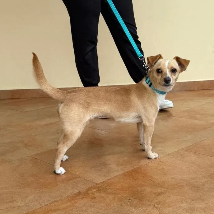 A young small-sized female Yellow / Tan / Blond / Fawn Chihuahua dog named Kenzie for adoption in Sherwood, OR
