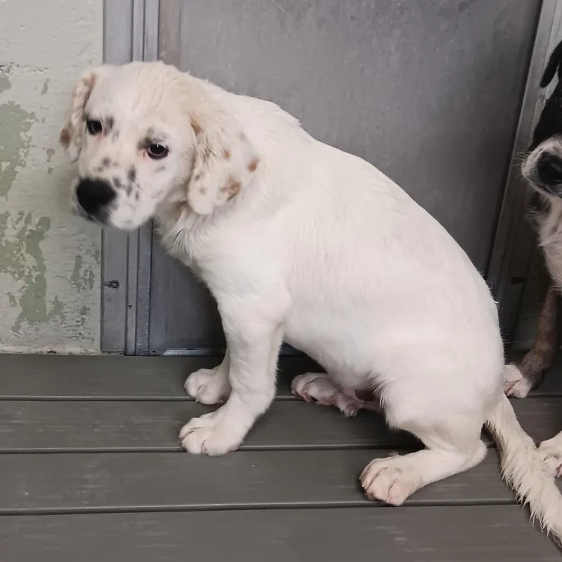 A baby large-sized male White / Cream Mixed Breed dog named Courage for adoption in Eureka Springs, AR