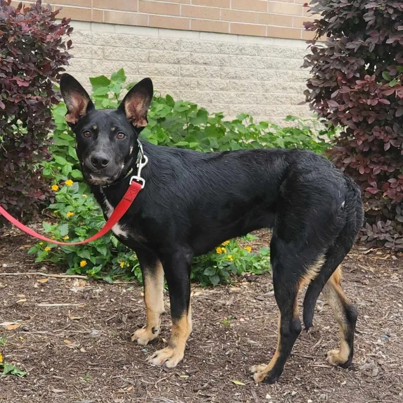 Tempe Jum thumbnail 2