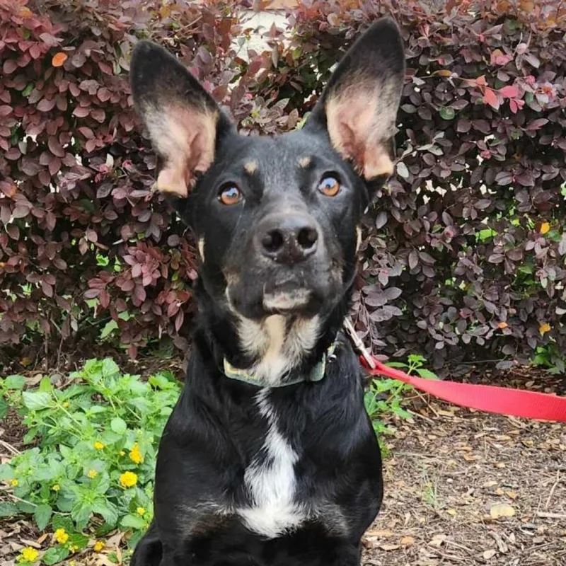 Tempe Jum thumbnail 3