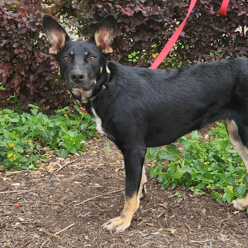 Tempe Jum thumbnail 4