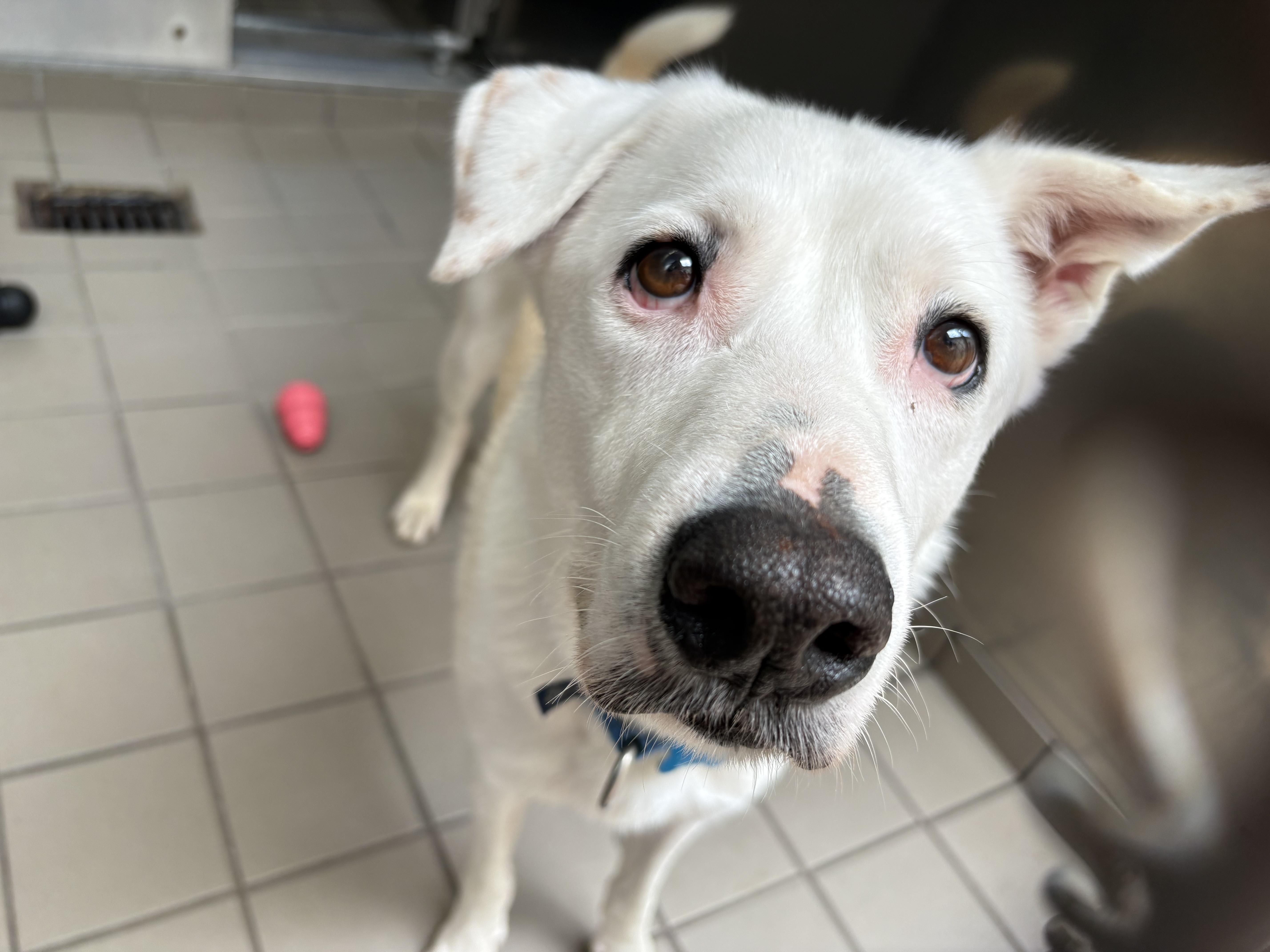 An adult medium-sized male White / Cream Mixed Breed dog named Sully for adoption in Wantagh, NY