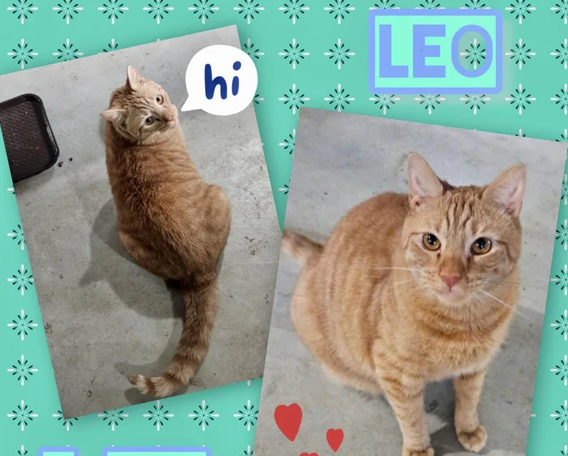 Leo