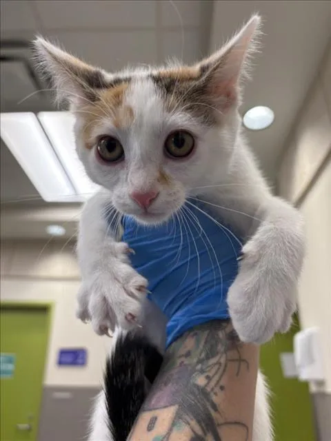A baby small-sized female Domestic Short Hair cat named Daisy for adoption in Las Vegas, NV