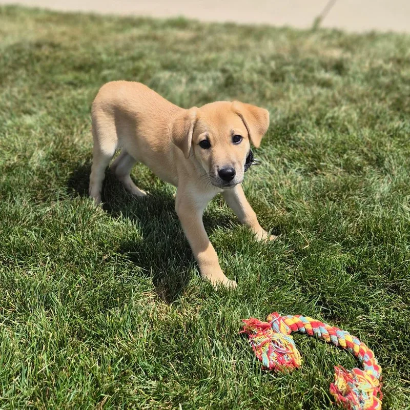 A baby small-sized male Yellow / Tan / Blond / Fawn Mixed Breed dog named Graham for adoption in Woodstock, IL