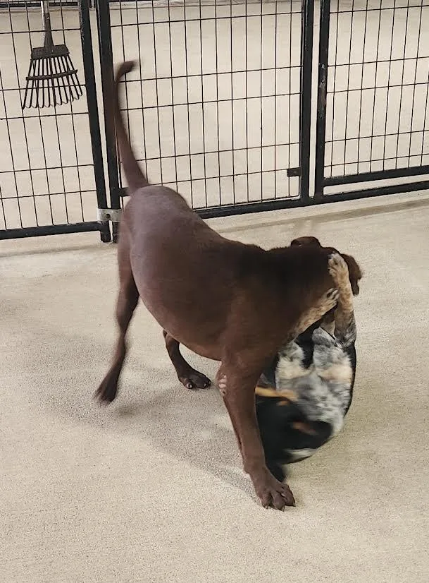 A baby medium-sized female Terrier dog named Rissa for adoption in Marshall, AR