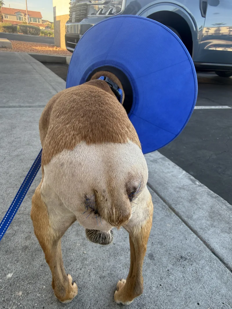 A senior small-sized male Merle (Red) Dachshund dog named Ziggy for adoption in Henderson, NV