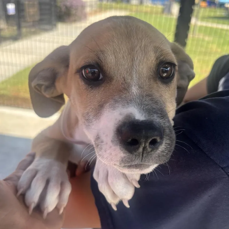 A baby small-sized male Labrador Retriever dog named Sailor for adoption in Hawthorne, CA