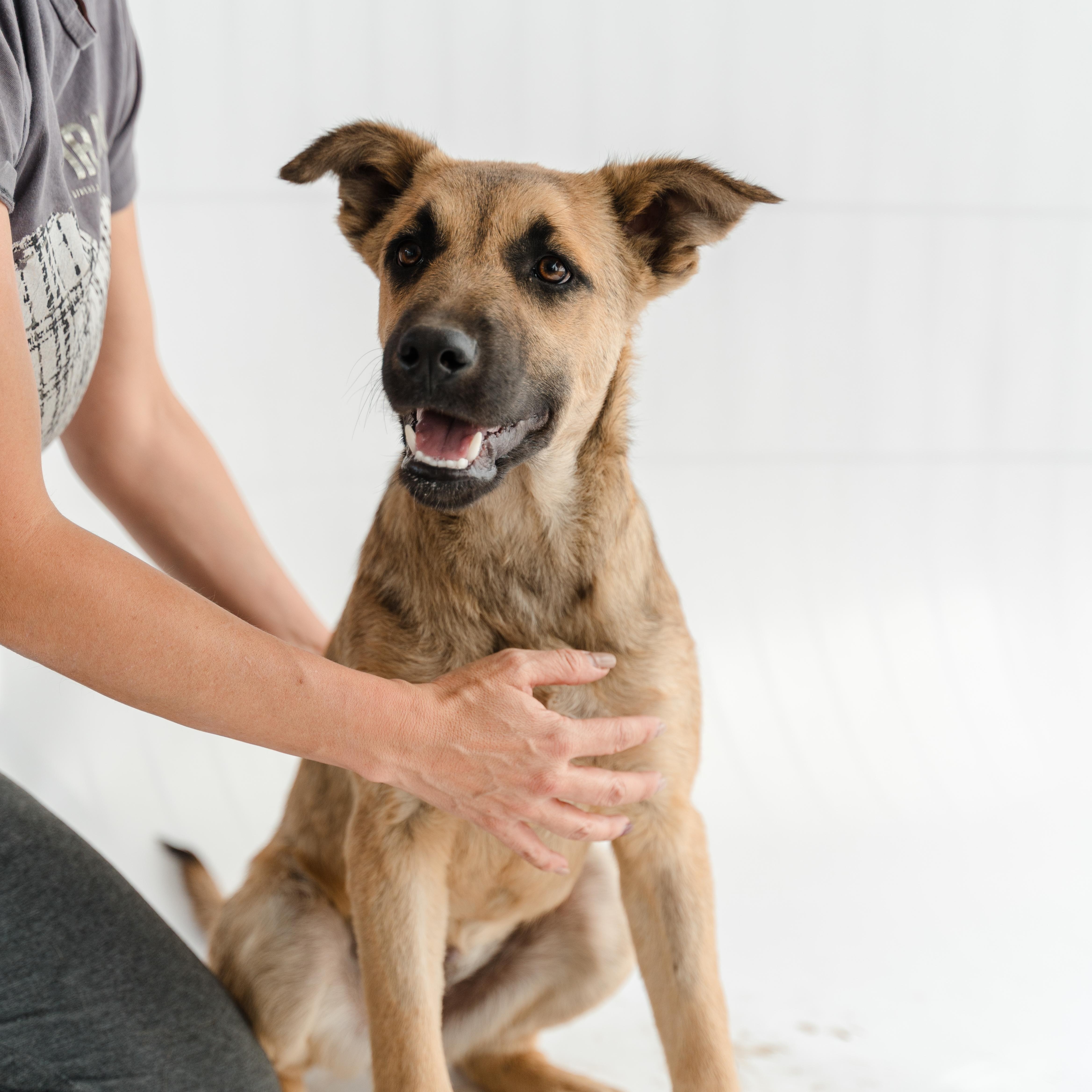 A baby medium-sized female Tricolor (Brown, Black, & White) Shepherd dog named Moonlight for adoption in Manvel, TX