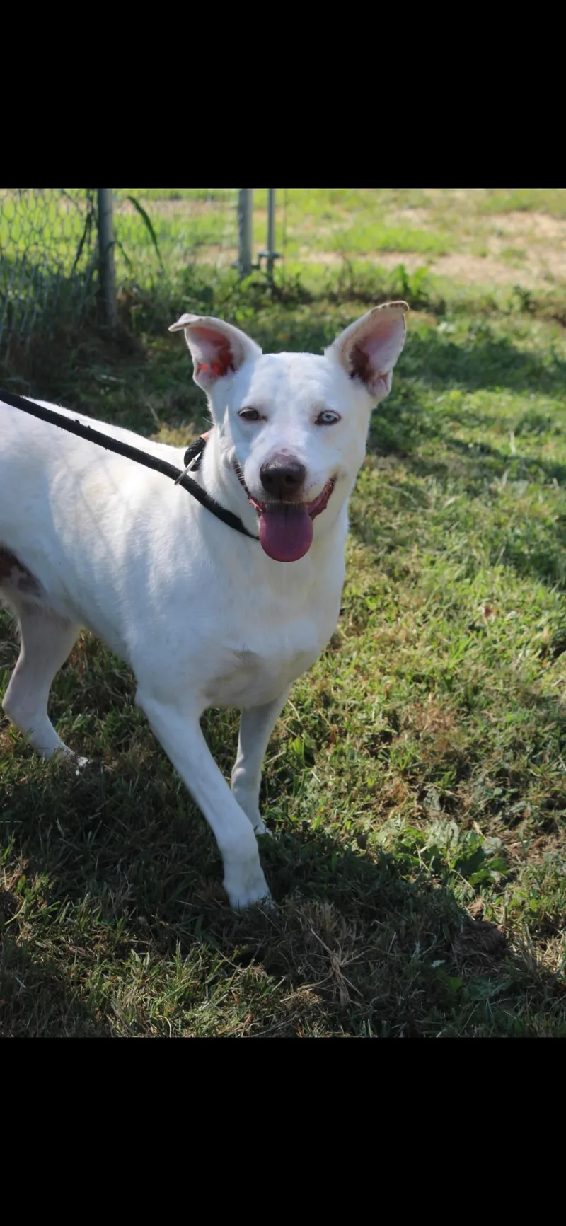 An adult medium-sized female White / Cream Cattle Dog dog named Flip for adoption in Berea, KY