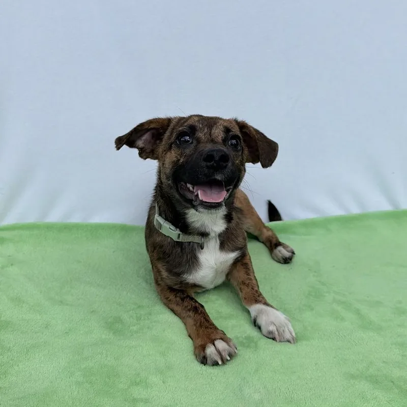 A young small-sized male Black Dachshund dog named Baby Dill Pickle for adoption in Carencro, LA