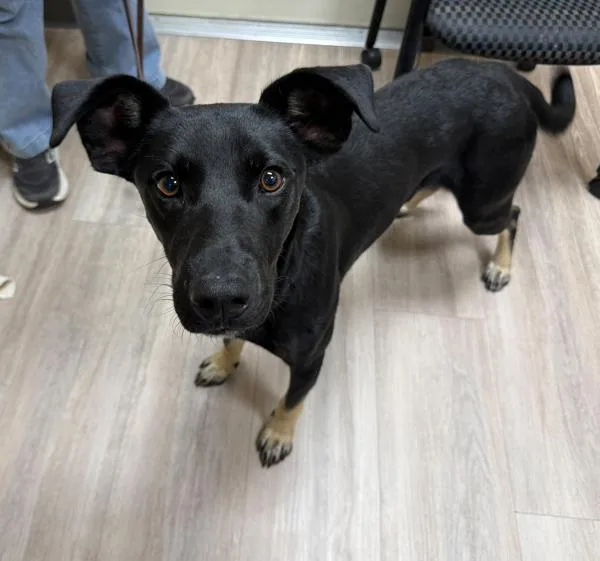 A young medium-sized male Labrador Retriever dog named Pluto for adoption in San Diego, CA