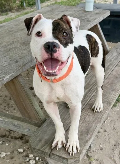 A young medium-sized female White / Cream Boxer dog named Bullet for adoption in Inverness, FL