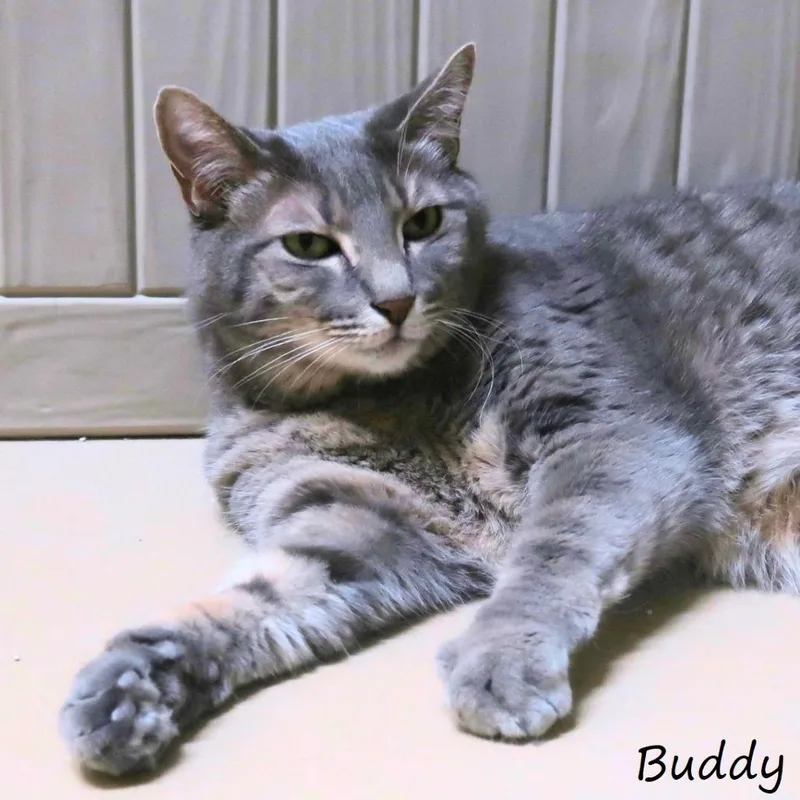 An adult small-sized male Gray / Blue / Silver Domestic Short Hair cat named Buddy for adoption in Yucaipa, CA